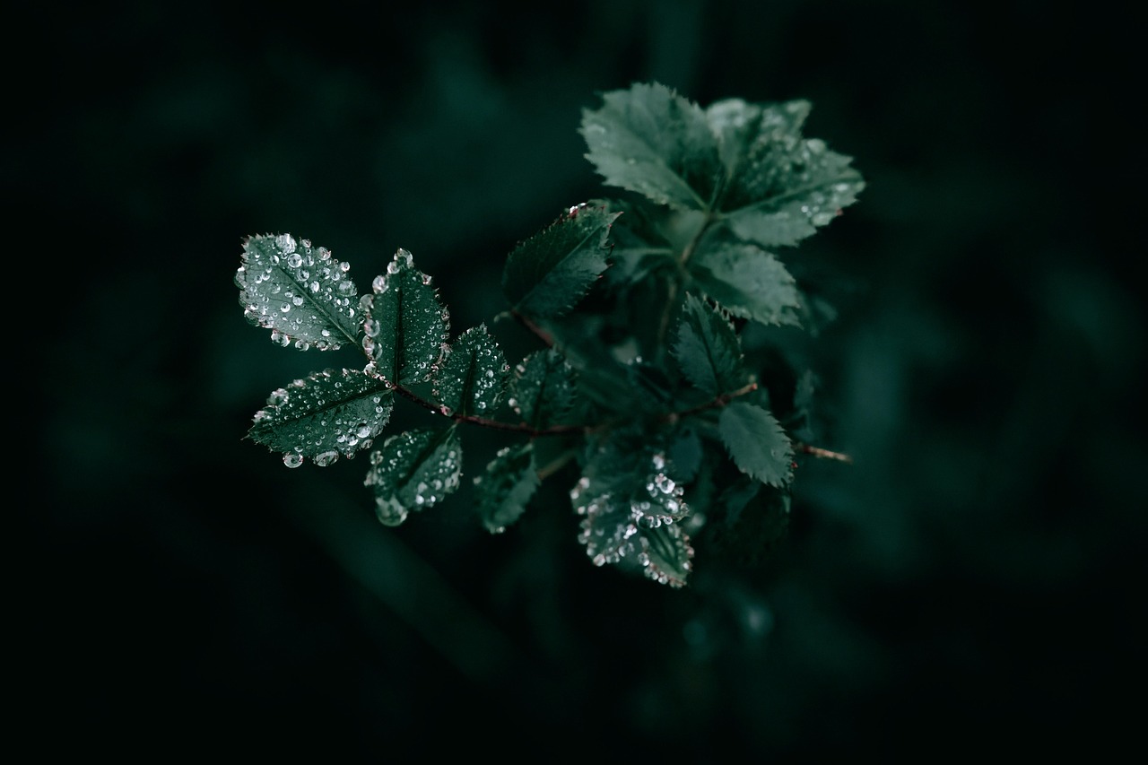 Dark green leaves beaded with water droplets