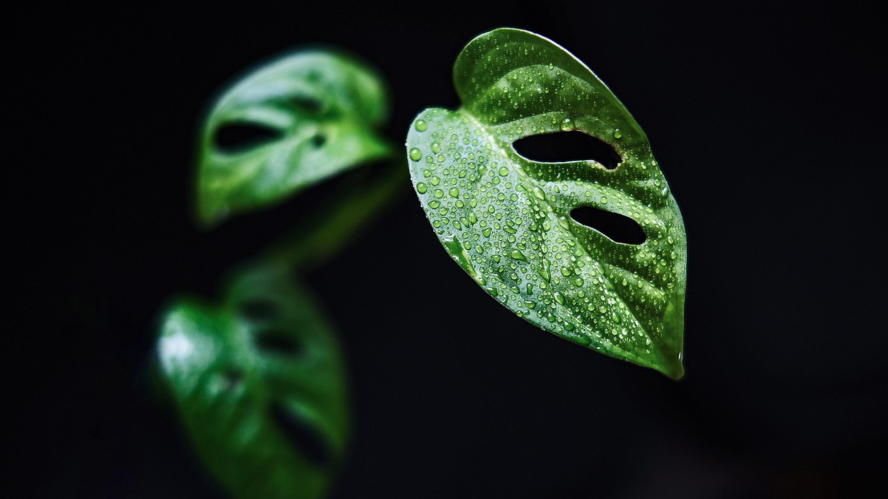 Young monstera leaves floating in darkness