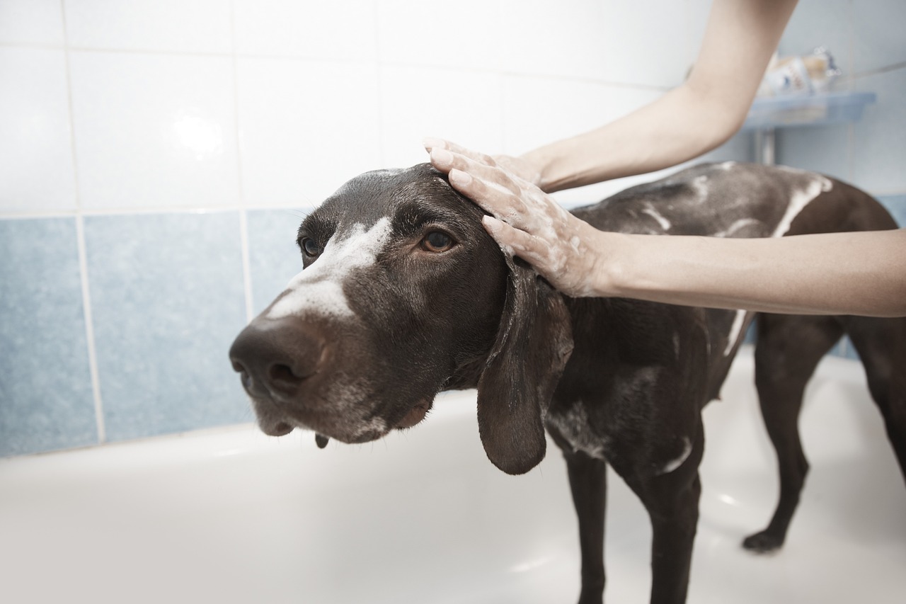 A pointer standing patiently in the bath, mid-shampoo