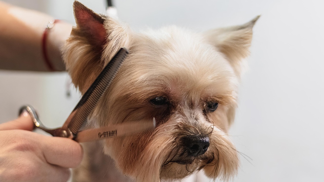 A Yorkshire terrier getting a careful scissor trim
