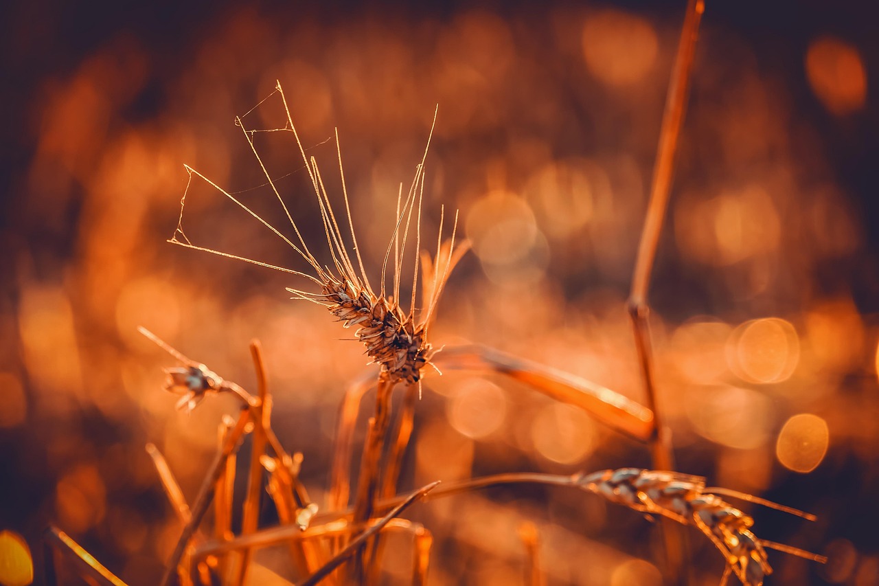 A backlit ear of wheat in low golden light