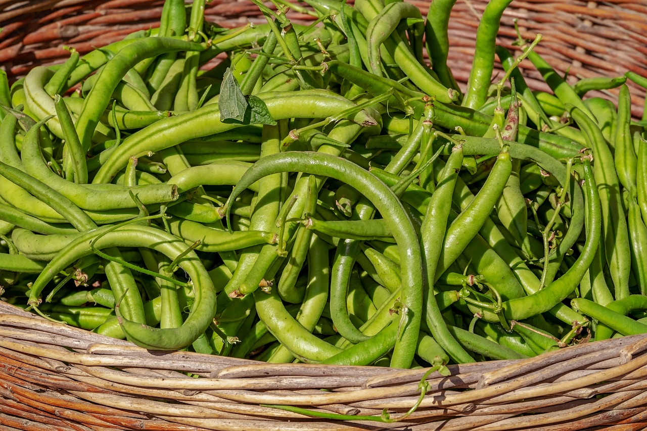 A basket of green beans fresh from the row