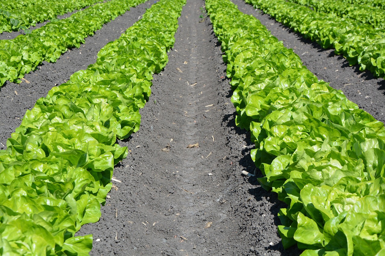 Neat rows of butterhead lettuce in dark no-dig soil